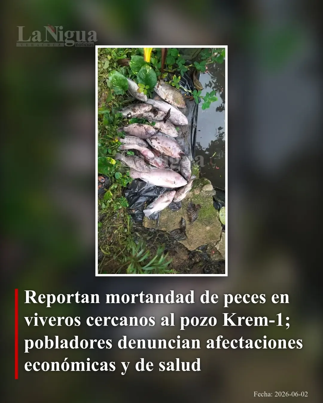 Mueren peces en viveros tras explosión en pozo Krem-1; vecinos reportan daños económicos y de salud