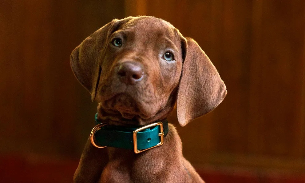 Netflix prepara una nueva serie live action que explora los orígenes de Scooby-Doo