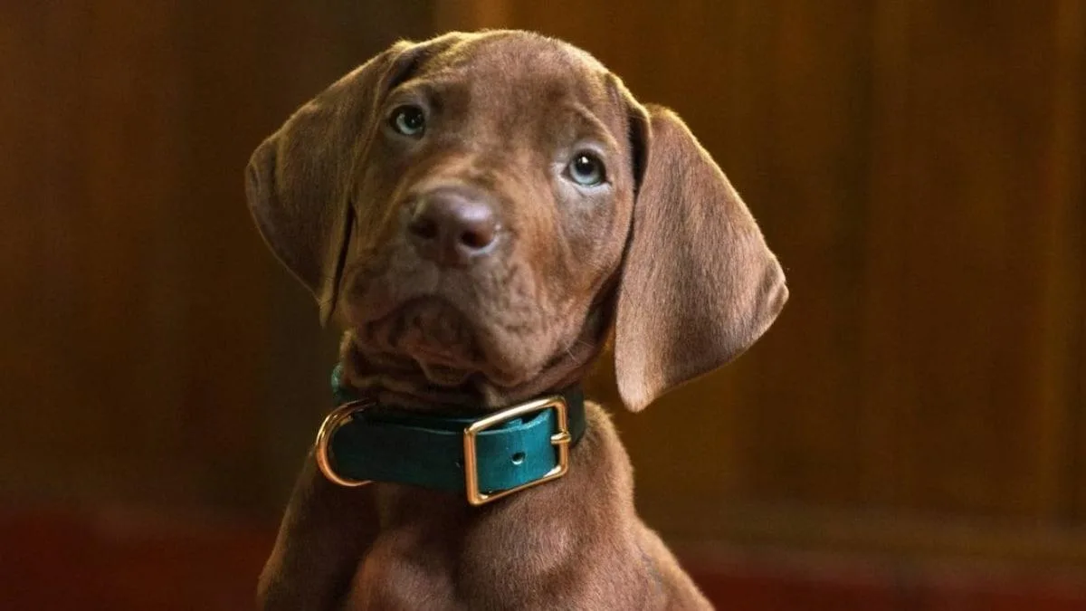 Netflix presenta "Scooby-Doo: Origins", una nueva precuela con perro Gran Danés real