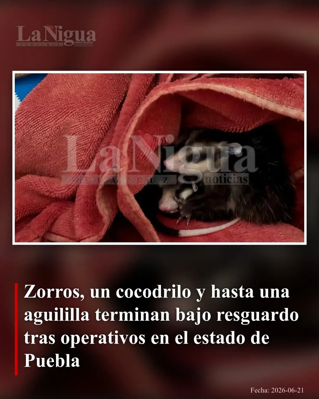 Rescatan diversas especies protegidas tras varios operativos en Puebla