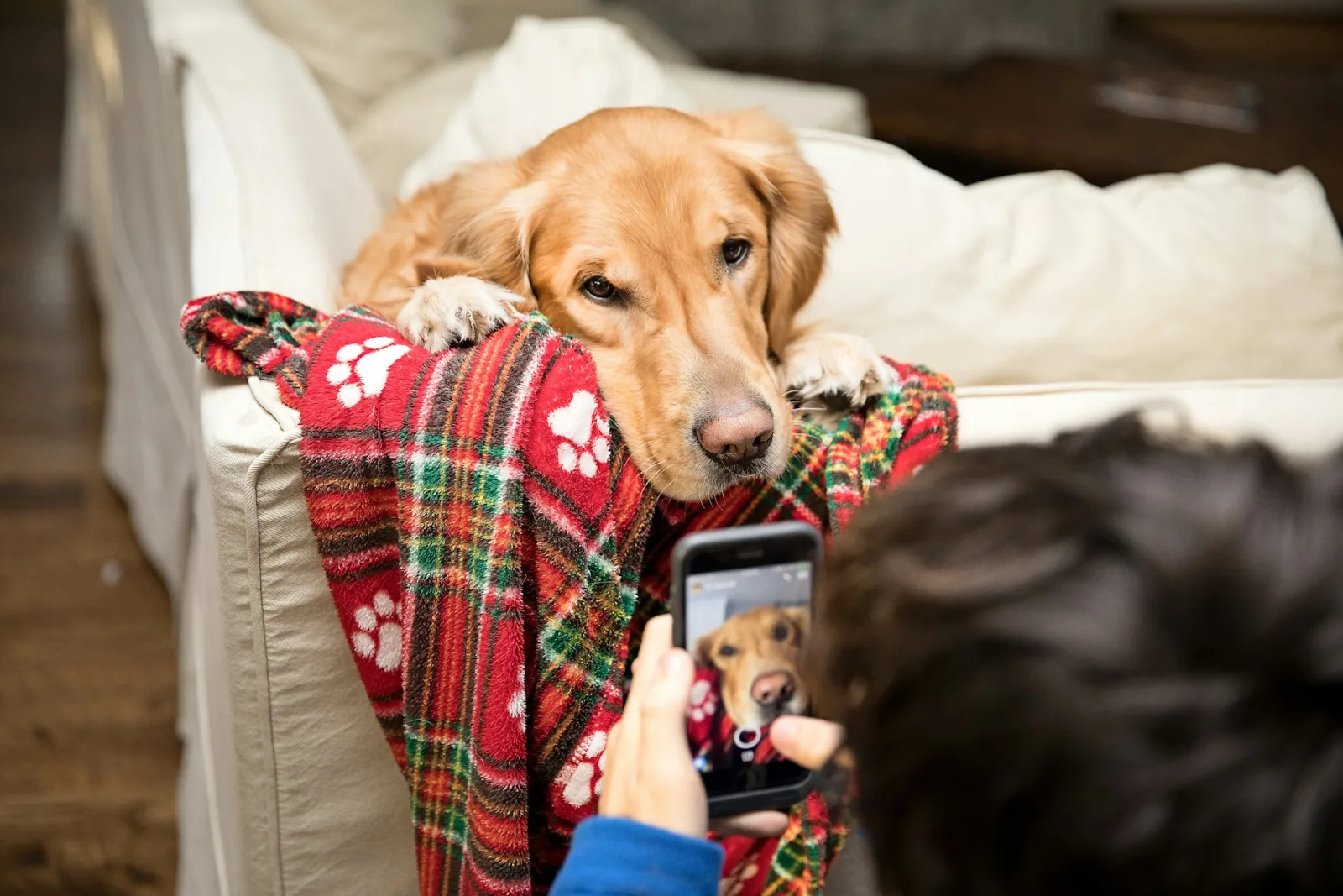 Samsung lanza IA para detectar enfermedades en mascotas desde tu celular