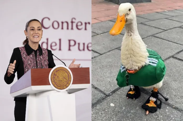 Sheinbaum defiende atención a familias de desaparecidos y responde críticas por visita del pato Merlín