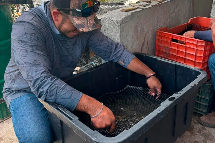 Tamaulipas impulsa la producción sostenible de ostiones en Soto la Marina