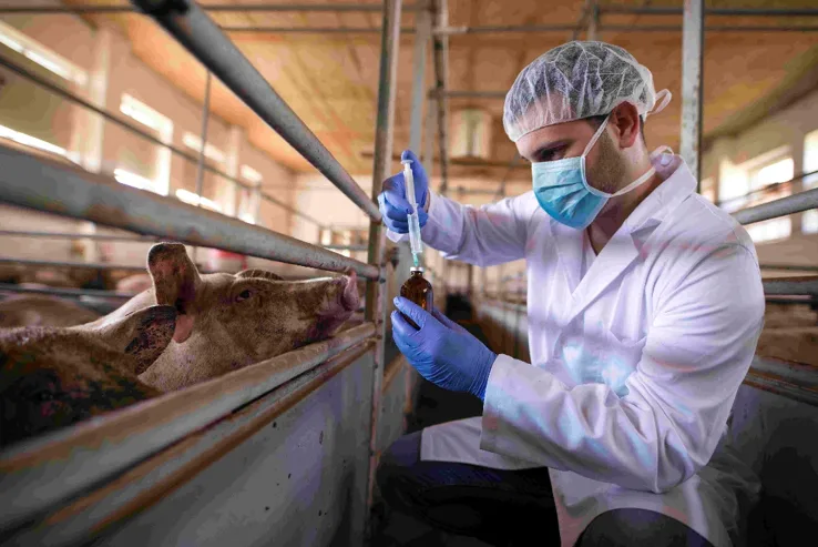 Tres de cada cuatro enfermedades infecciosas nuevas provienen de animales, alerta la OMS
