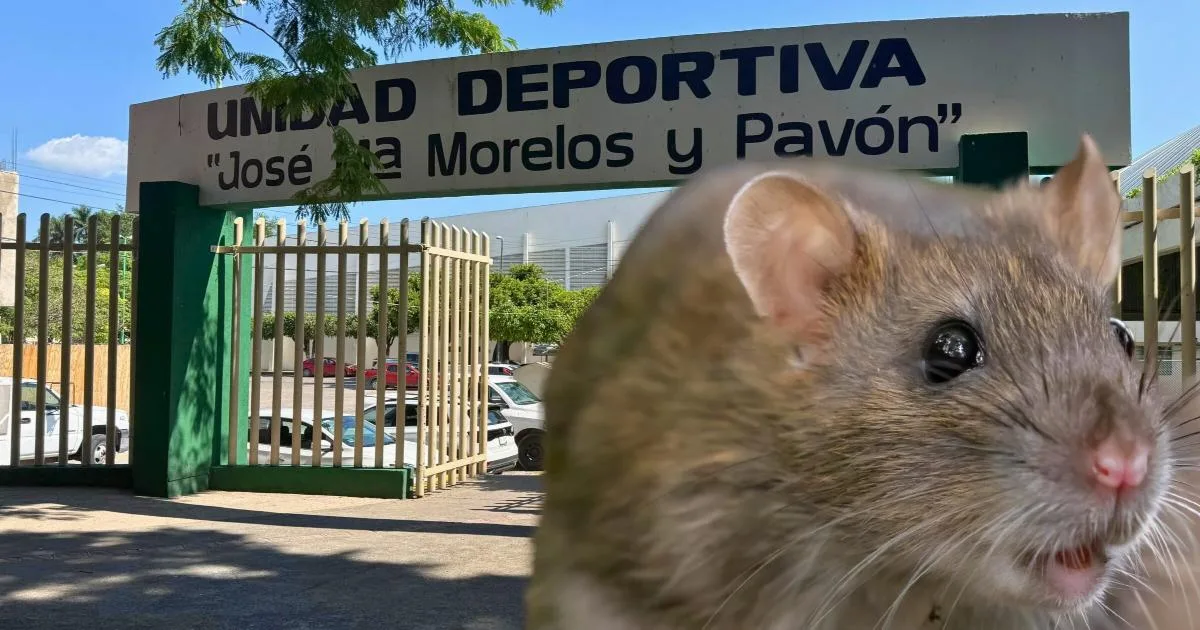 Usuarios denuncian infestación de ratas y falta de limpieza en Unidad Deportiva de Cuautla