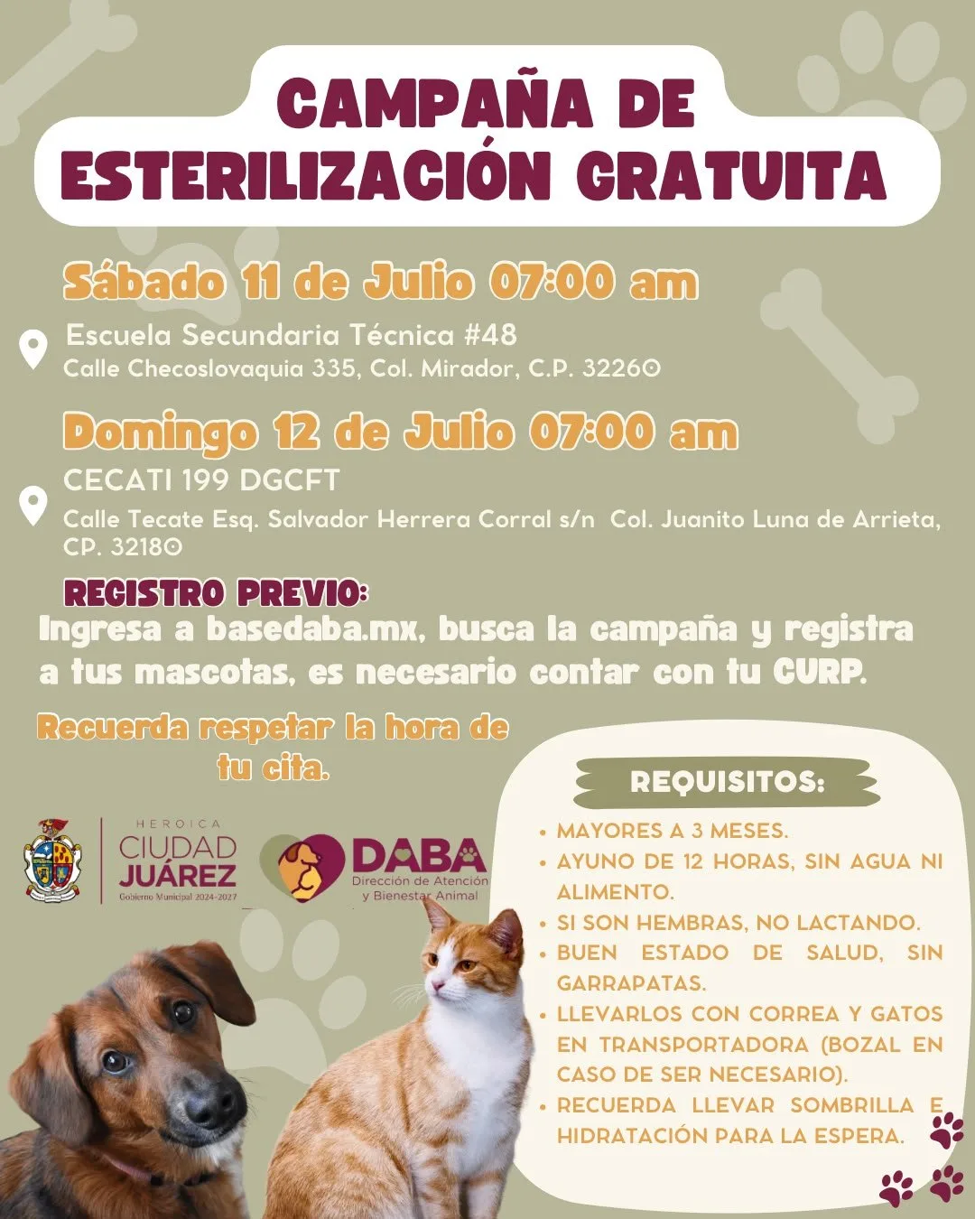Continúa programa gratuito de esterilización animal con nuevo sistema de registro