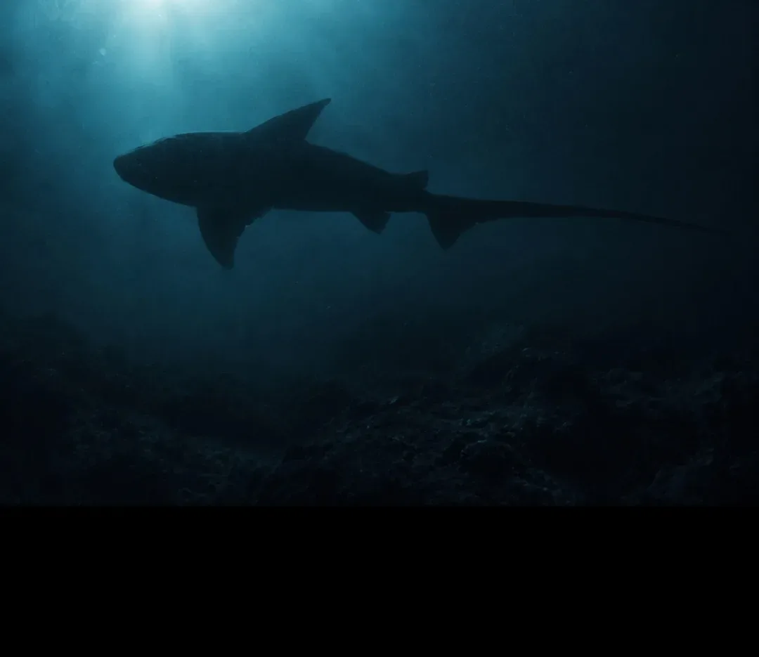 Detectan posible nueva especie de tiburón fantasma en aguas profundas del Pacífico