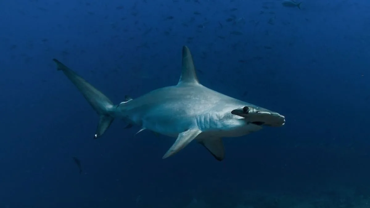 Investigadores internacionales impulsan la conservación de los tiburones desde México hasta la Patagonia