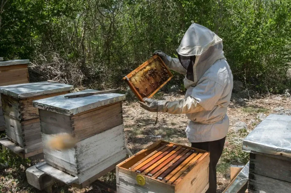 La miel adulterada de bajo costo amenaza la economía apícola en México