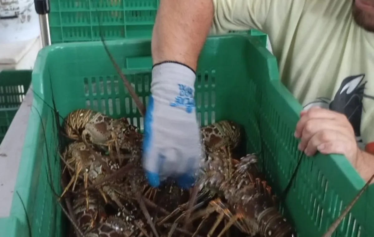 Pescadores de Río Lagartos aumentan ingresos al vender langostas vivas pese a menor captura