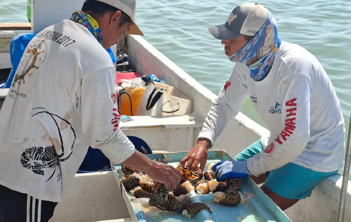 Pescadores venden cabezas de langosta para usar como carnada en temporada de pulpo