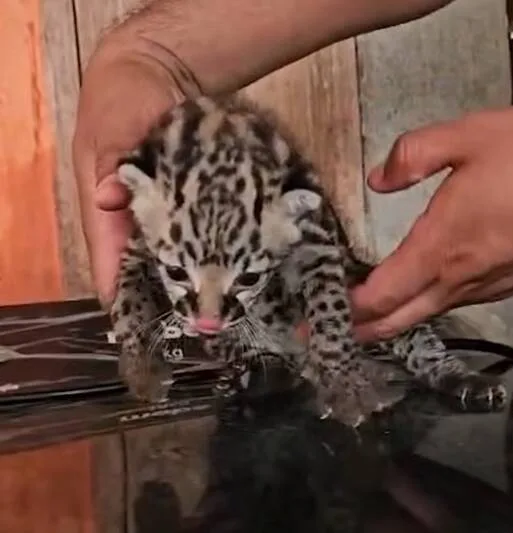 Rescatan en Oaxaca a cachorro de ocelote, especie en peligro de extinción