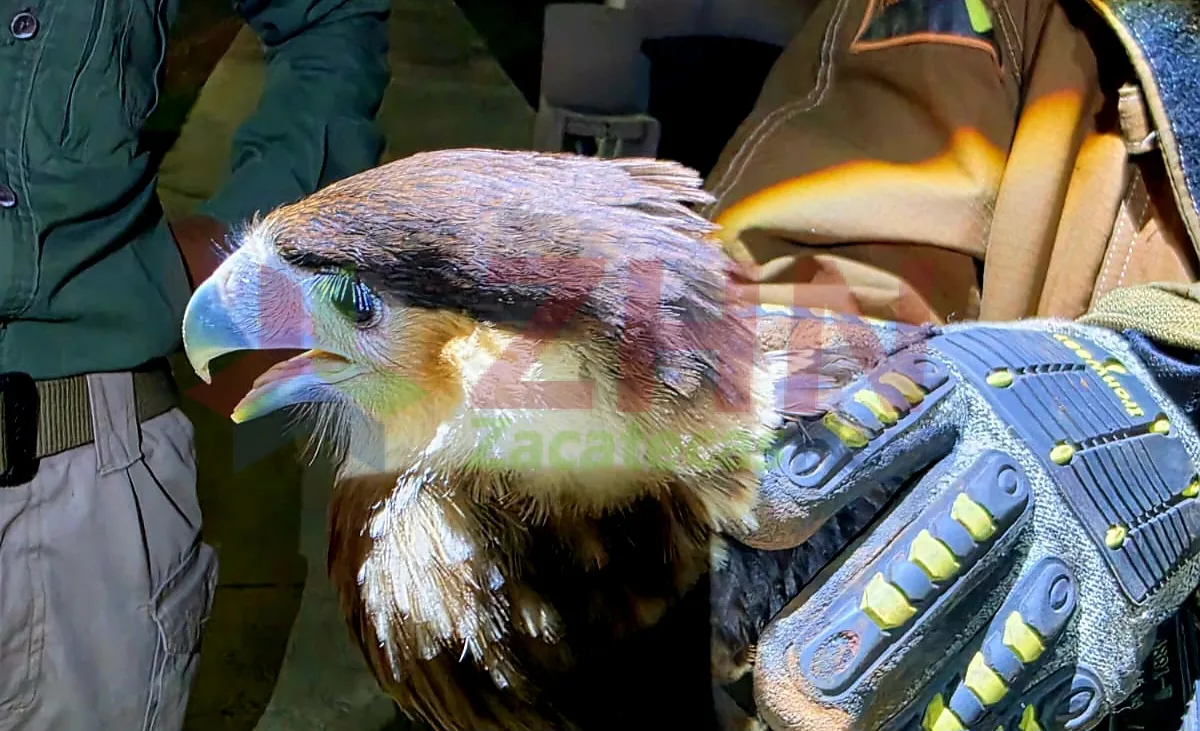Rescatan en Zacatecas un caracara desorientado y lo ponen bajo cuidado especializado