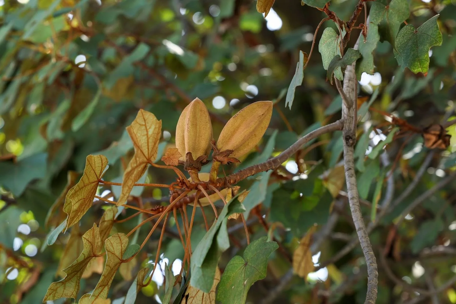 UAEMéx lidera la conservación del Árbol de las Manitas, especie emblemática y amenazada